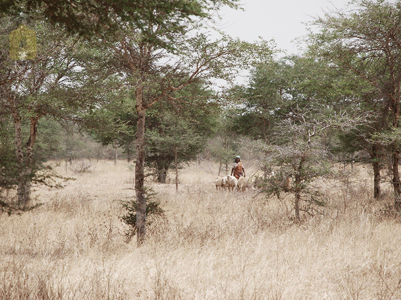 kangayam cattle