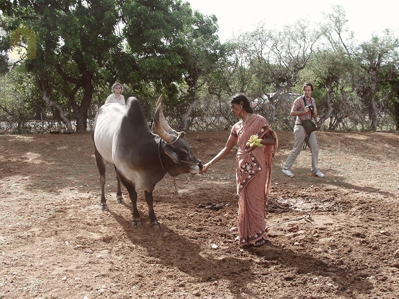 kangayam cattle