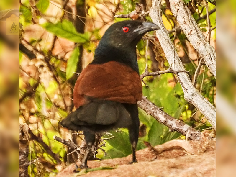kangayam cattle