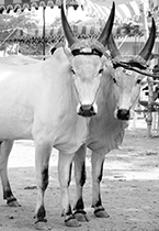 Senaapathy Kangayam Cattle