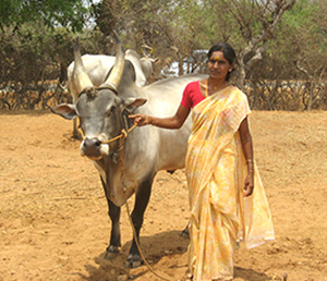 Senaapathy Kangayam Cattle