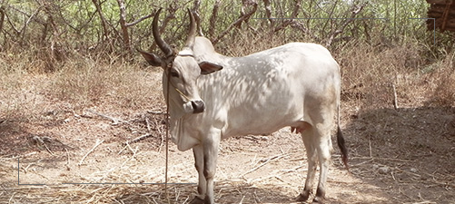 Senaapathy Kangayam Cattle