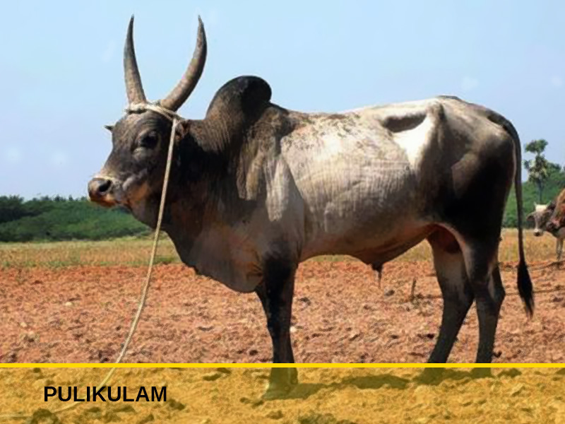 kangayam cattle