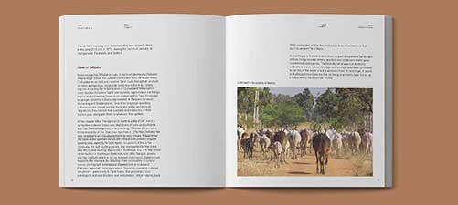 Senaapathy Kangayam Cattle
